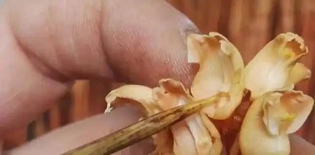 天麻人工种植技术