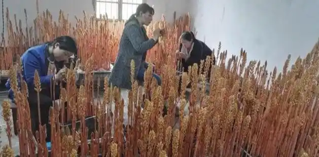 天麻人工种植技术