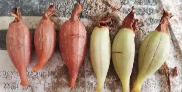 天麻人工种植技术