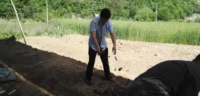 天麻人工种植技术