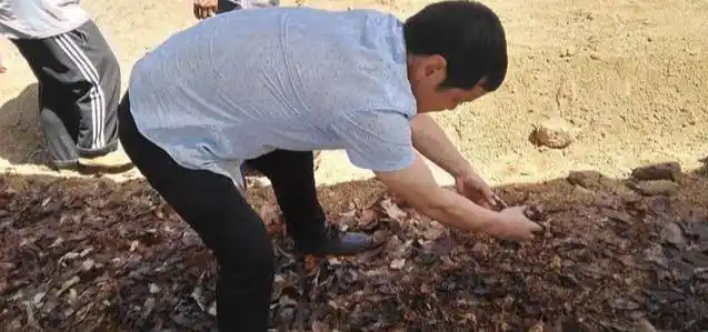 天麻人工种植技术