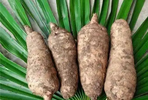 天麻人工种植技术