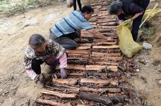 天麻人工种植技术