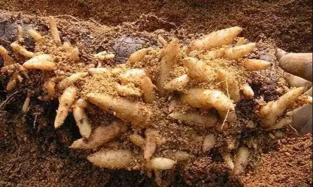 天麻人工种植技术