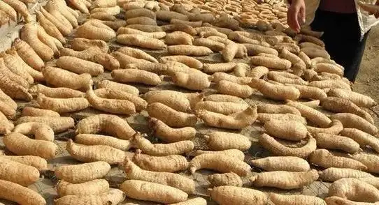 天麻人工种植技术