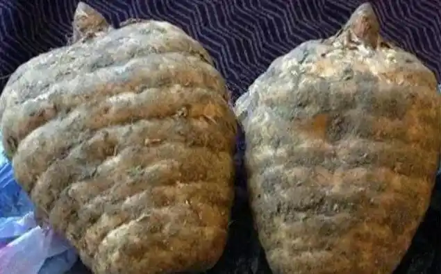 天麻人工种植技术