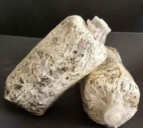 天麻人工种植技术