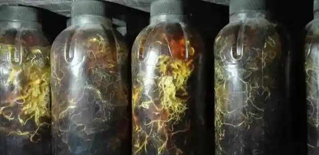 天麻人工种植技术