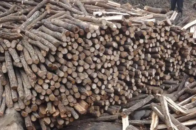 天麻人工种植技术