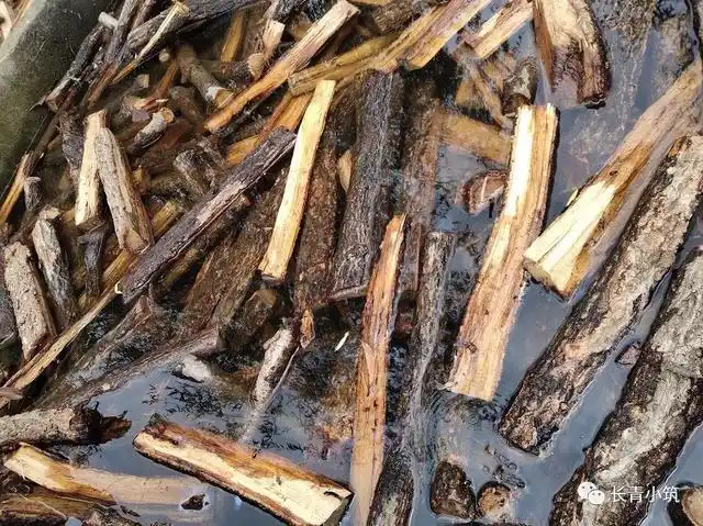 天麻人工种植技术