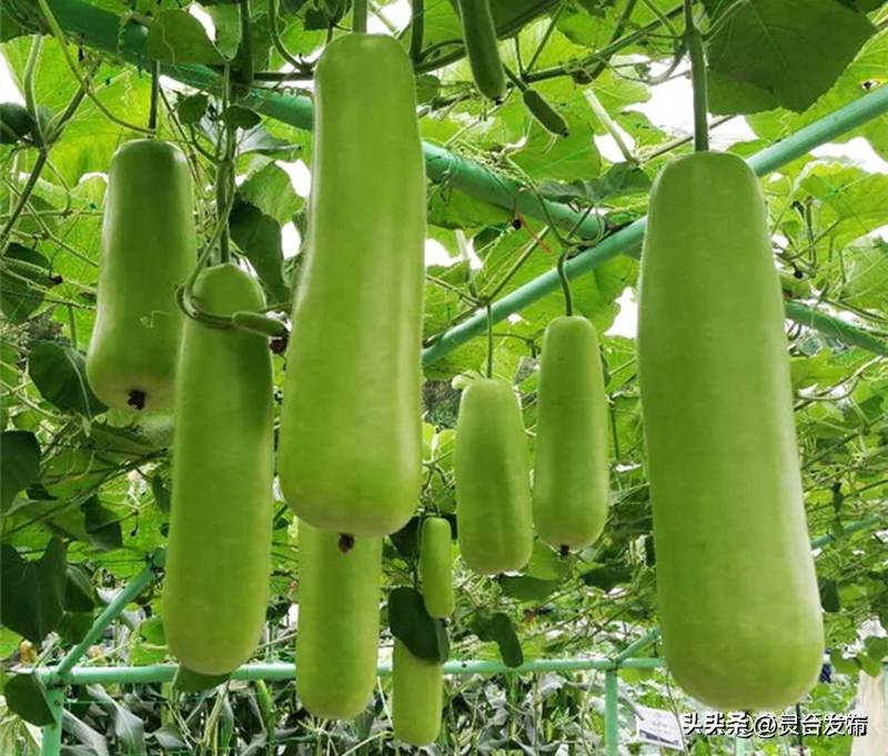 无蔓南瓜种植技术