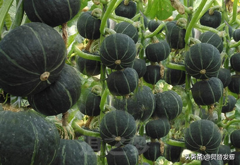 无蔓南瓜种植技术