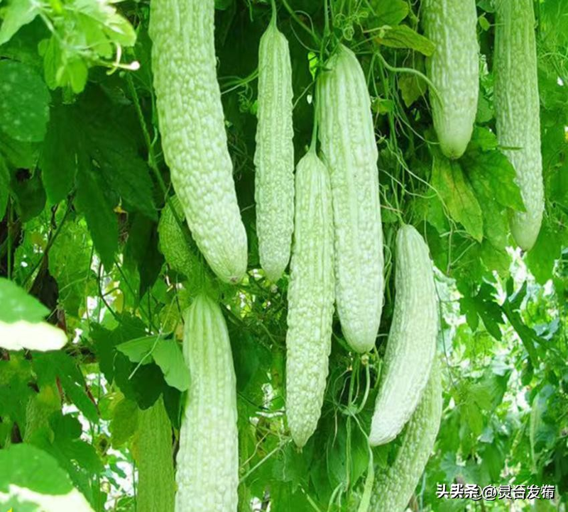 无蔓南瓜种植技术