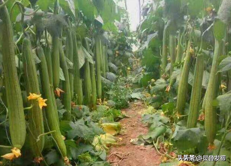 无蔓南瓜种植技术