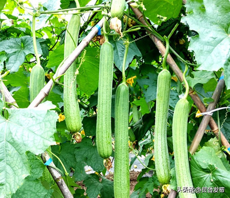 无蔓南瓜种植技术