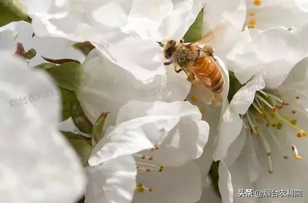 樱桃树苗的种植方法