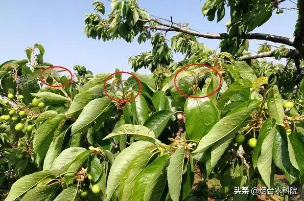 樱桃树苗的种植方法