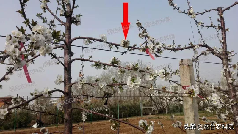 樱桃树苗的种植方法