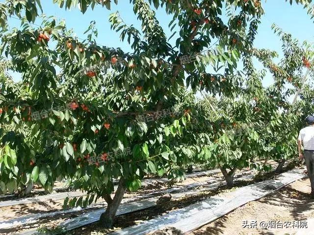 樱桃树苗的种植方法