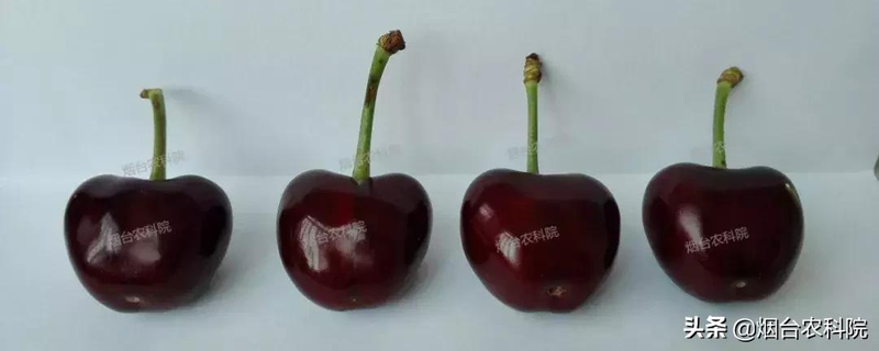 樱桃树苗的种植方法