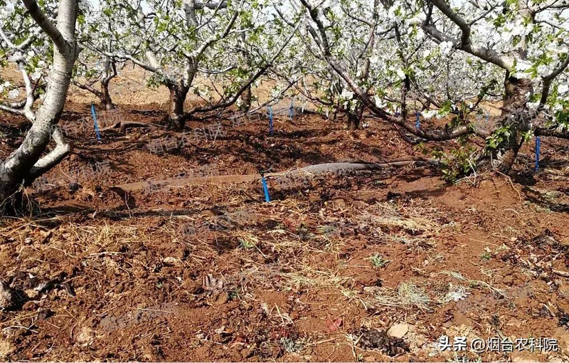 樱桃树苗的种植方法