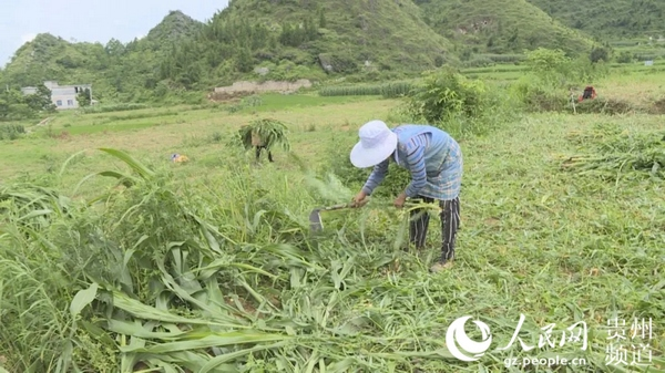 甜高粱种植技术