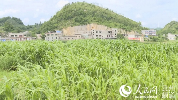 甜高粱种植技术