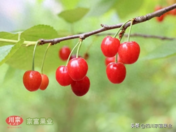 樱桃树苗的种植方法