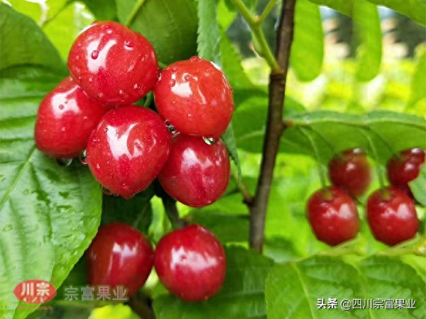 樱桃树苗的种植方法