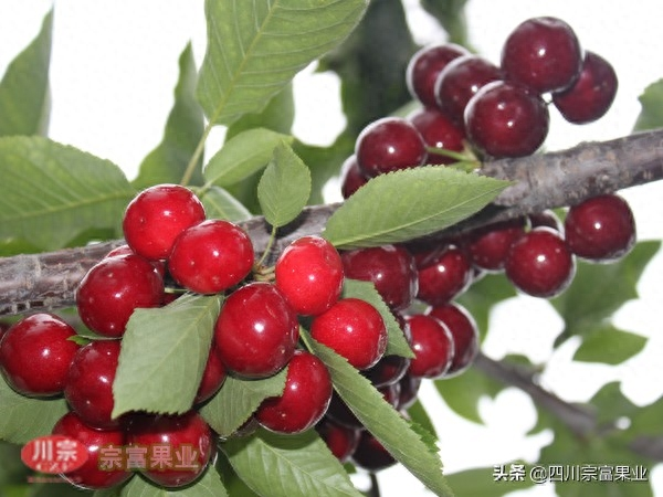 樱桃树苗的种植方法