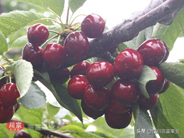 樱桃树苗的种植方法