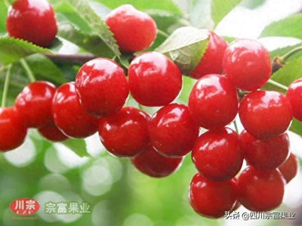 樱桃树苗的种植方法