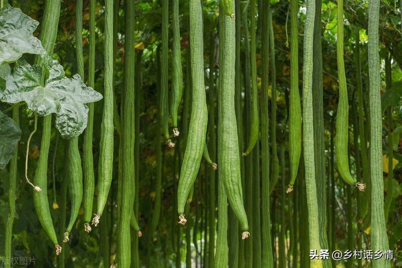 无蔓南瓜种植技术