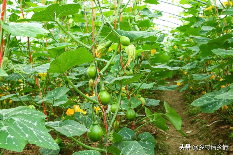 无蔓南瓜种植技术