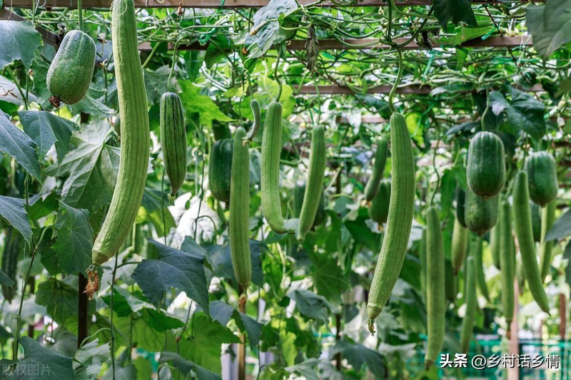 无蔓南瓜种植技术