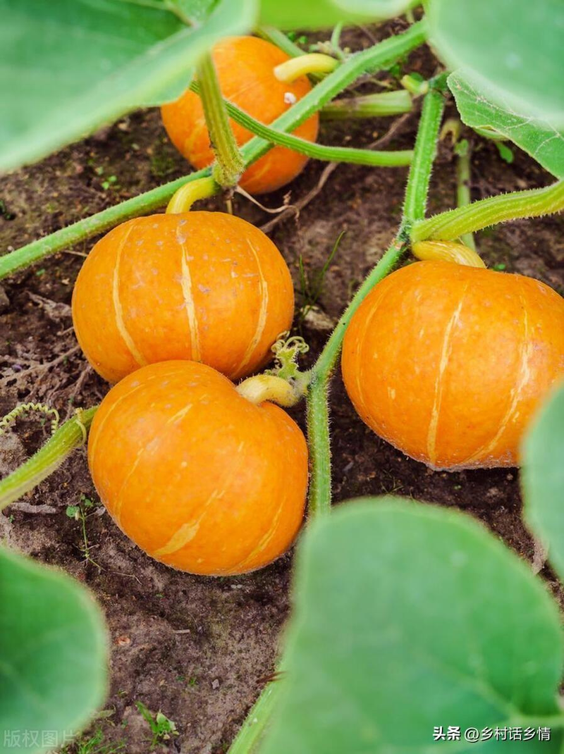 无蔓南瓜种植技术