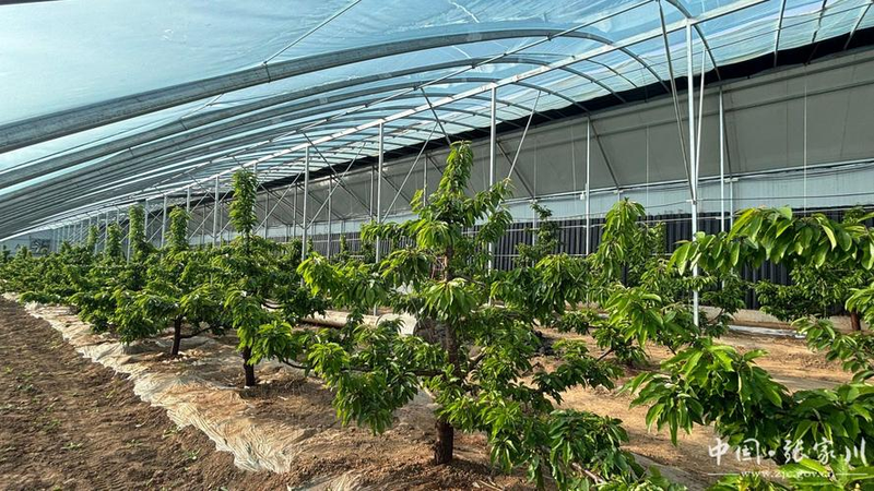 樱桃树苗的种植方法