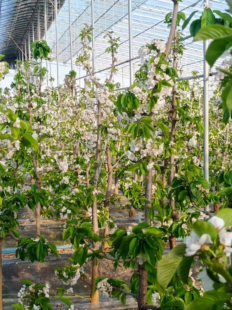 樱桃树苗的种植方法