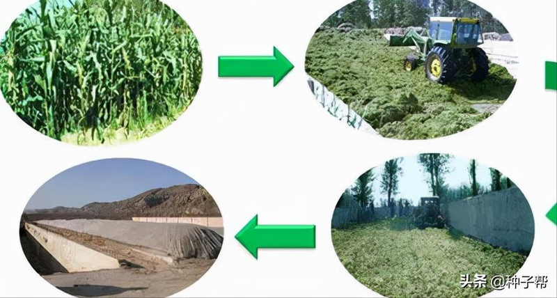 甜高粱种植技术