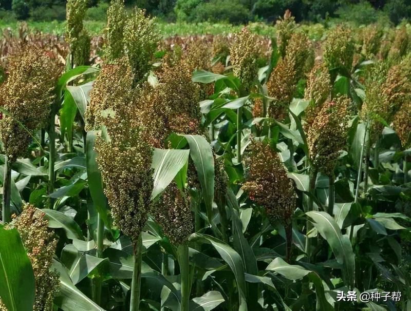 甜高粱种植技术