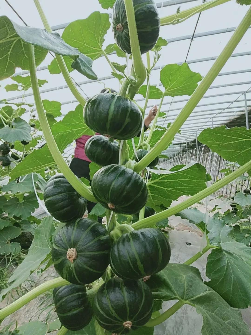 无蔓南瓜种植技术