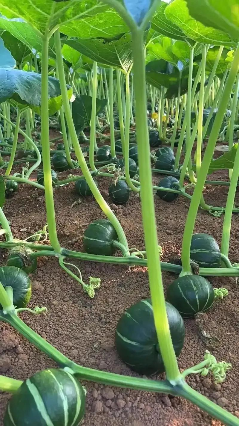 无蔓南瓜种植技术