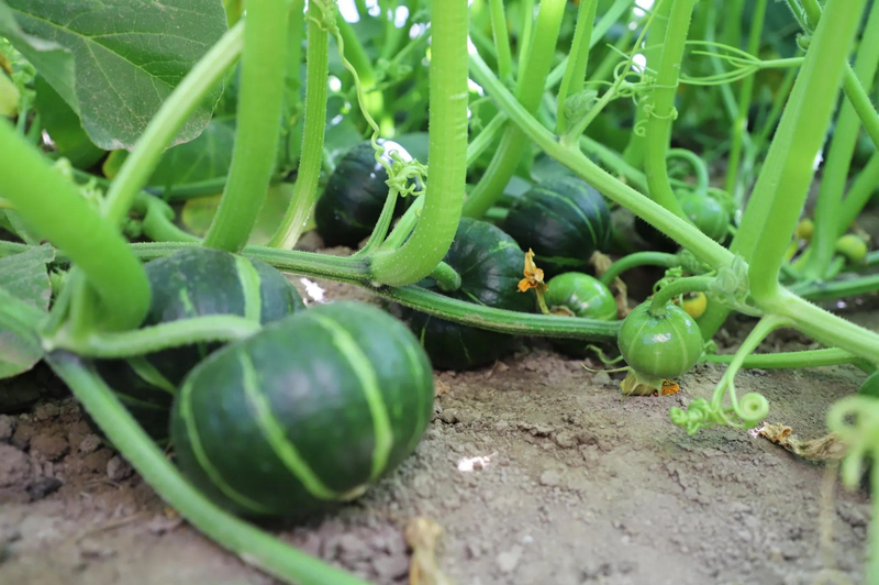 无蔓南瓜种植技术