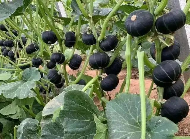 无蔓南瓜种植技术