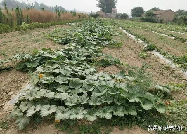 无蔓南瓜种植技术