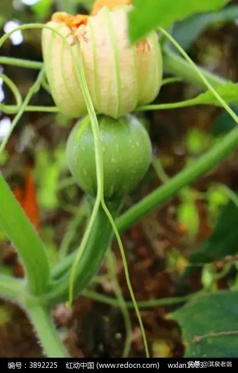 无蔓南瓜种植技术