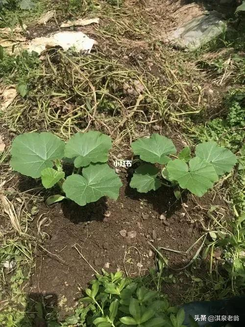 无蔓南瓜种植技术