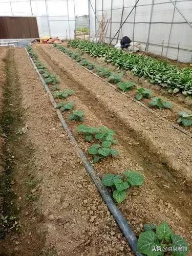 无蔓南瓜种植技术