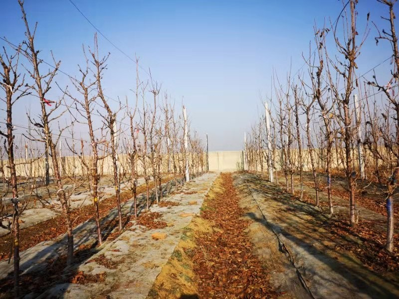 樱桃树苗的种植方法