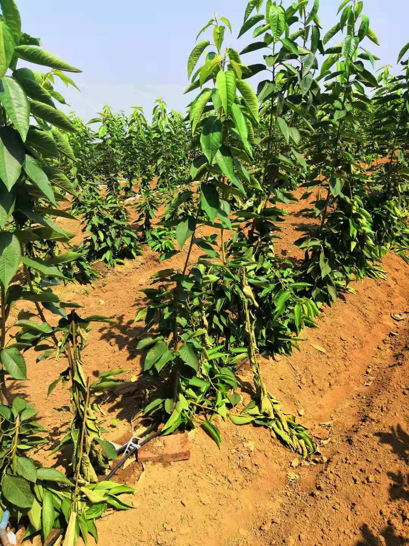 樱桃树苗的种植方法